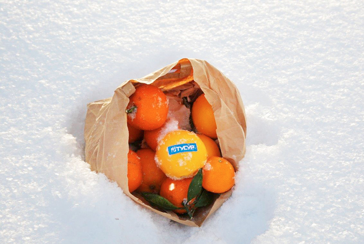 Апельсины на снегу